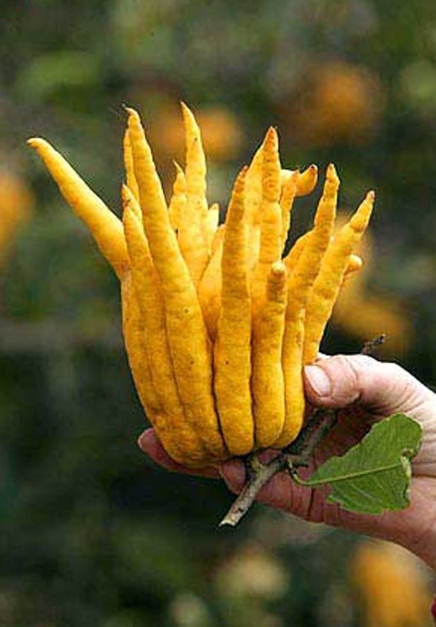 2007 - UCR’s Unique Citrus Collection (LA Times)